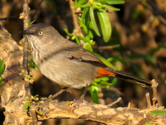 Curruca subcoerulea subcoerulea