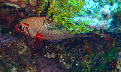 Sargocentron tiere