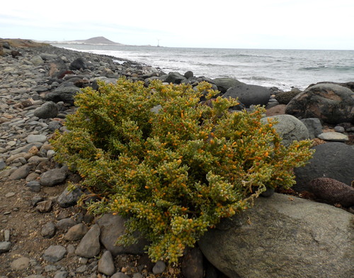 Tetraena fontanesii · iNaturalist