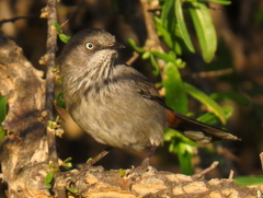 Curruca subcoerulea subcoerulea