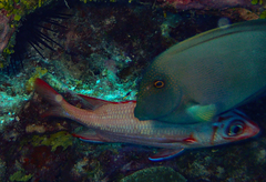 Sargocentron tiere