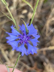 Centaurea cyanus