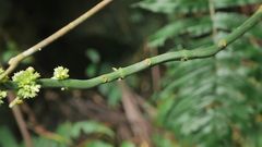 Paraphlomis javanica