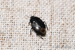 Macroscytus japonensis