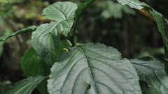 Paraphlomis javanica