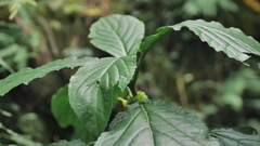 Paraphlomis javanica