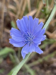 Cichorium intybus
