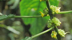 Paraphlomis javanica