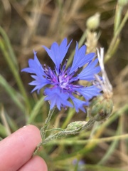 Centaurea cyanus
