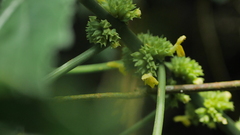 Paraphlomis javanica