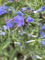 Echium vulgare