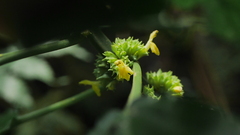 Paraphlomis javanica