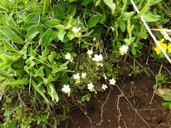Saxifraga fragosoi