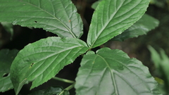 Paraphlomis javanica