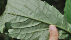 Paraphlomis javanica