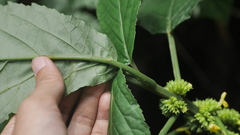 Paraphlomis javanica