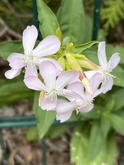 Saponaria officinalis