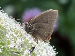 Satyrium calanus