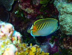 Chaetodon punctatofasciatus