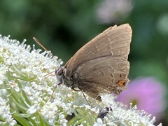 Satyrium calanus