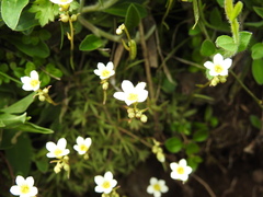 Saxifraga fragosoi
