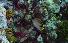 Chaetodon punctatofasciatus