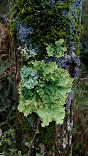 Pseudocyphellaria montagnei image