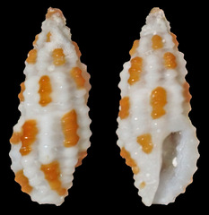 Kermia maculosa