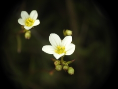 Saxifraga fragosoi