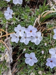 Phlox condensata