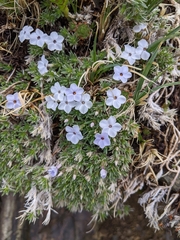Phlox condensata