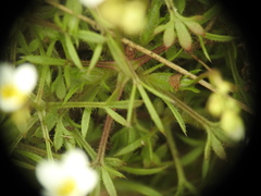 Saxifraga fragosoi