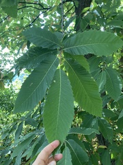 Castanea sativa