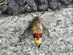 Cephonodes hylas