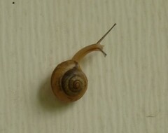 Bradybaena similaris image