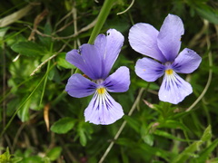 Viola lutea lutea