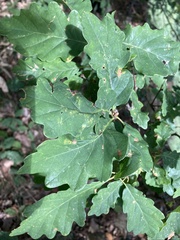 Quercus