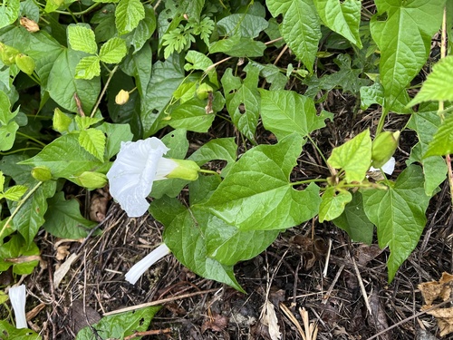 Šumski ladolež (Calystegia silvatica)