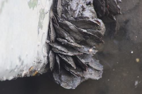 Isognomon alatus