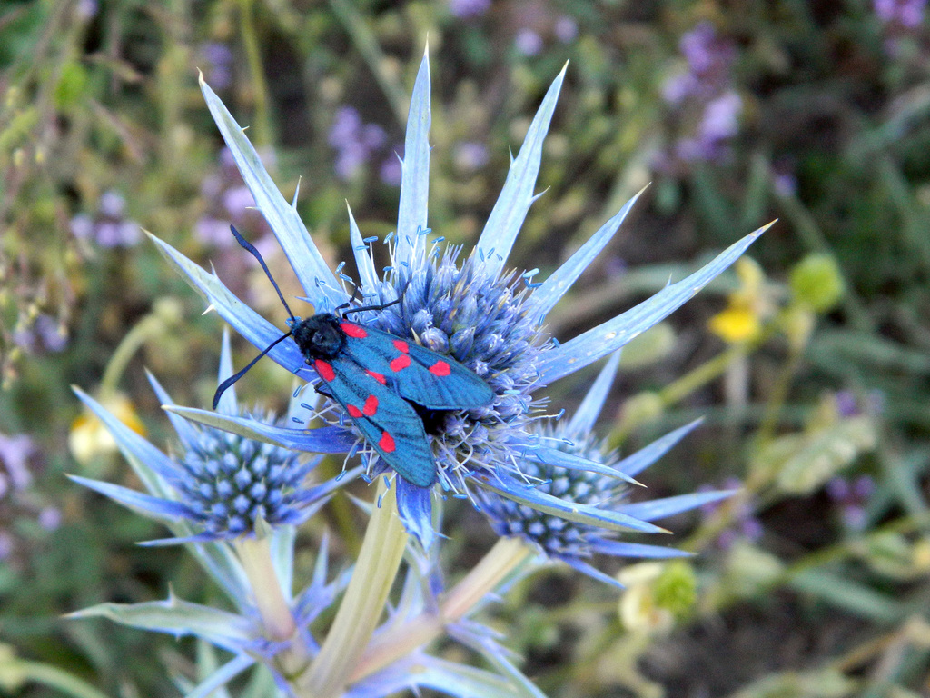 Six-spot burnet (Zygaena filipendulae)