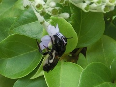 Megachile disjunctiformis