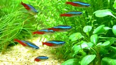 Paracheirodon innesi
