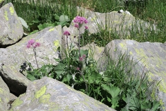 Adenostyles leucophylla