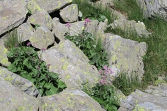 Adenostyles leucophylla