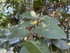 Mystroxylon aethiopicum