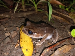 Leptobrachium hasseltii