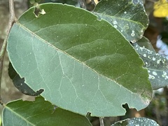 Mystroxylon aethiopicum