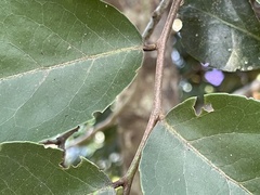 Mystroxylon aethiopicum