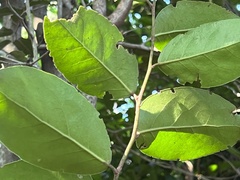 Mystroxylon aethiopicum