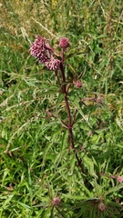 Eupatorium cannabinum